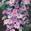 Ruppel clematis can be treated as a specimen plant. 1