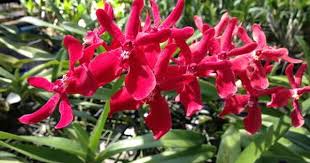 Phuket Orchid Farm Orchid Sales Exports Tours Jewellery Phuket Thailand Orchids Orchid Nursery Beautiful Flowers