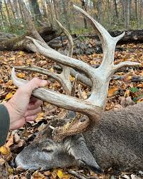 First look. Craziest deer we've ever seen. It's like he grew his rack  upside down. More pics to come. No words to describe how grateful I feel  right now.