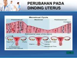  beberapa jenis hormon memainkan peranan yang sangat penting. hormon ini memastikan kitaran haid berlaku dengan sistematik, teratur dan tepat pada waktunya. hormon juga bertanggungjawab. Kitar Haid