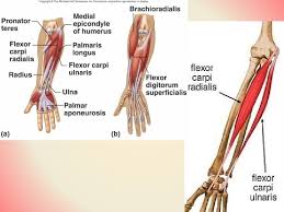 By the end of this section when muscles are named for the movement they produce, one can find action words in their the location of a muscle in the body is important. The Muscular System Chapter 4 Objectives Describe The
