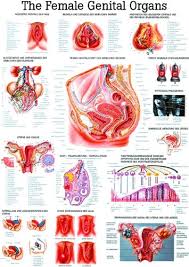 Is a health blogger focusing on health, beauty, lifestyle and fitness topics. Amazon Com Female Genital Organs Laminated Anatomy Chart Industrial Scientific