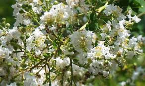 The landlord may require of the tenant payment of a pet deposit for each dog or cat of $50 ($100 in carpeted apartments). 11 Dog Friendly Shrubs Best Plants To Plant Around Your Pooch
