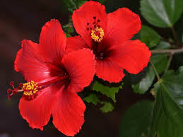 6 is hibiscus plant annual or perennial? Hibiscus Tropical Gems Of The Garden Dengarden