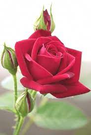 Red Roses Tips Chamomile Tea Is Beneficial Fix For Fungus Problem Within Your Garden Landscapedesignwithre Beautiful Rose Flowers Red Roses Beautiful Roses