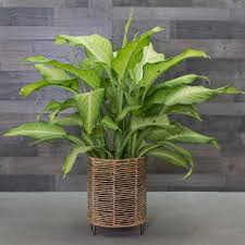 This Fuss Free Houseplant Takes Its Name From The Large Leaves Of Palest Jade That Are Randomly Patterned Wit White Flower Farm Dieffenbachia Houseplant Plants