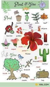 Different Parts Of A Plant In English English Vocabulary English Language Teaching English Language Learning