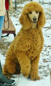 Up to date on shots potty trained to go outside jessie is a stunning poodle puppy that would love to go on an adventure with you! Our Breeding Male Poodles Goldendoodles And Others Powder Valley Poodles