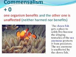 The saguaro is a columnar cactus that grow notable branches, usually referred to as arms. Competition Predation And Symbiosis Bellringer Name A Biotic