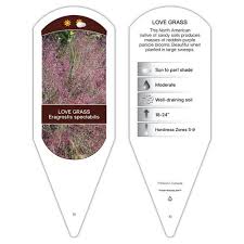 Image result for Eragrostis macrochlamys