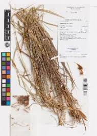 Image result for Eulalia aurea