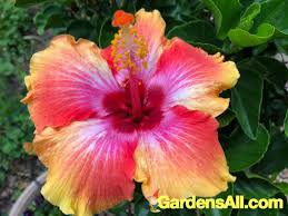 Edible hibiscus flowers, cocktail rimmers, dried hibiscus tea and many more. Fiesta Hibiscus For Beauty With Benefits Gardensall