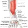 It derives its name from the fact that it consists of two parts (heads), both innervated by the musculocutaneous nerve. 1