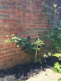 10 plants & flowers to beautify your garden this spring. Why Isn T My Blackberry Bush Growing
