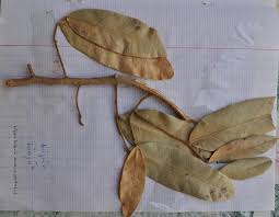 Image result for Hexalobus monopetalus