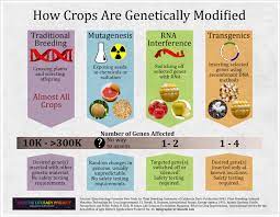 Corn, cotton, potato, and tobacco. Glp Infographic How Crops Are Modified Are Gmos More Dangerous Genetic Literacy Project