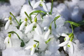 Appunto di grammatica italiana riguardante i nomi primitivi e i. Fiori Di Montagna L Elenco Dei 5 Piu Belli Ohga
