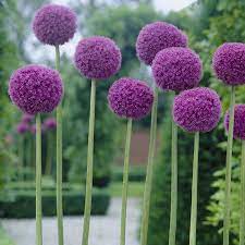 Allium Bulbs Lowes Com Allium Giganteum Bulb Flowers Giganteum