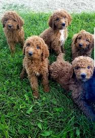Find your new family member today, and discover the puppyspot difference. Facebook