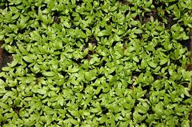 Beans are among the easiest vegetables to grow when considering how to plan a kitchen garden, particularly for beginners. Garden Cress Wikipedia