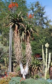 Image result for Aloe excelsa