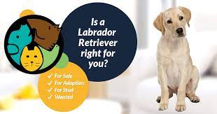 Bring a puppy to be your companion. Labrador Retriever Dogs And Puppies For Sale In The Uk