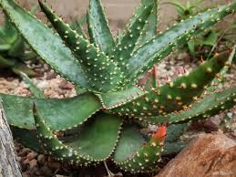 Image result for Aloe aculeata × excelsa