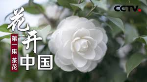 花开中国 第一集茶花 cctv纪录 youtube flowers plants rose