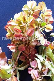 Image result for Combretum paniculatum