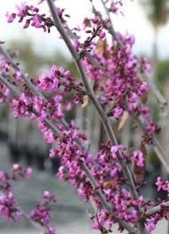 Image result for Cercis