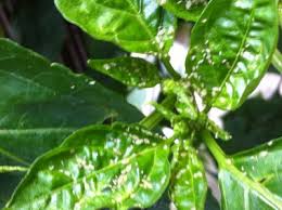 Shake and pour this into a spray bottle and at night after watering spray this around the plants and also on the leaves. Bugs On My Bell Pepper Plant Helpfulgardener Com