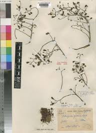 Image result for Oubanguia africana