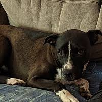 Advice from breed experts to make a safe choice. Presa Canario Puppies For Sale In Atlanta Georgia Adoptapet Com