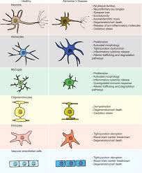 Molecular biology of the cell 6th edition author: Modeling Alzheimer S Disease With Ipsc Derived Brain Cells Molecular Psychiatry