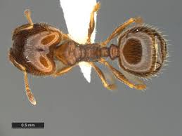 Image result for Polystachya bicarinata