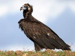 Cinereous Vulture - Aegypius monachus - Birds of the World