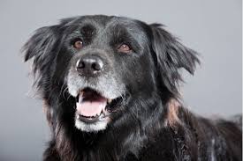 Available at chewy, petco and petsmart the medication comes in a tube, allowing the it guards against heartworm disease, while also killing roundworms, hookworms, fleas and ticks. Choosing The Right Flea Tick And Heartworm Treatment
