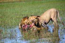 Explore moremi game reserve holidays and discover the best time and places to visit. Moremi Game Reserve Botswana Tourism Organisation