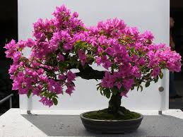 Cara membuat bonsai bunga kertas. 6 Cara Mudah Menanam Bunga Kertas Di Rumah