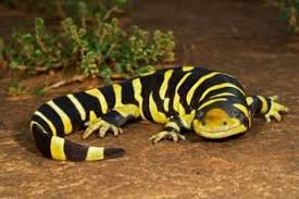 Image result for salamander