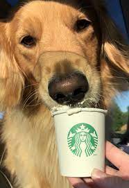 Pup Cup Time Cute Funny Animals Pup Cute Animals