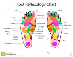 foot reflexology chart stock vector illustration of body