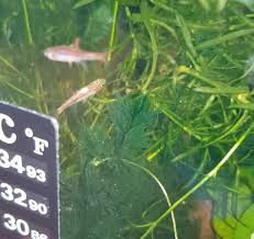 Help Chili Rasbora White Fluff On Them | Freshwater Fish Disease and Health  Forum