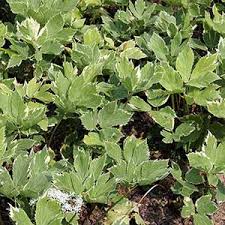 Image result for Afrosciadium nyassicum
