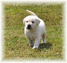 For sale, i have a litter of beautiful lab puppies. Akc Labrador Retriever Puppies All Colors To Choose From For Sale In Hinckley Minnesota Classified Americanlisted Com