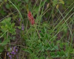 Image result for Indigofera hirsuta