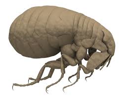 3:38 gdg studio 12 118. Puricele Micul Ucigas