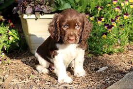 We have some great guides to help you with all aspects of puppy care and training. Chocolate English Springer Spaniel Puppy For Sale In Pennsylvania