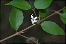 Image result for Canthium oligocarpum