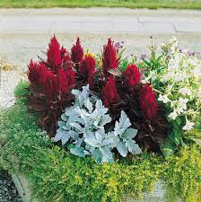 Image result for Celosia